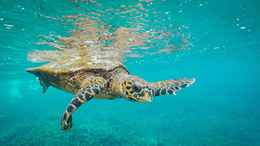 Il mondo subacqueo delle Seychelles