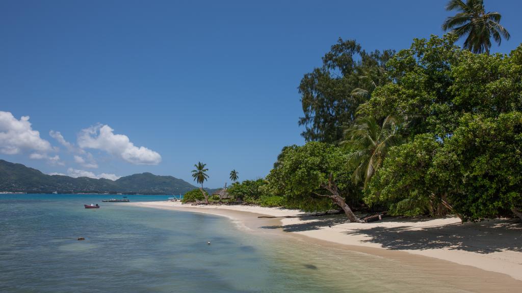 Foto 37: Fairy Tern - Cerf Island (Seychelles)