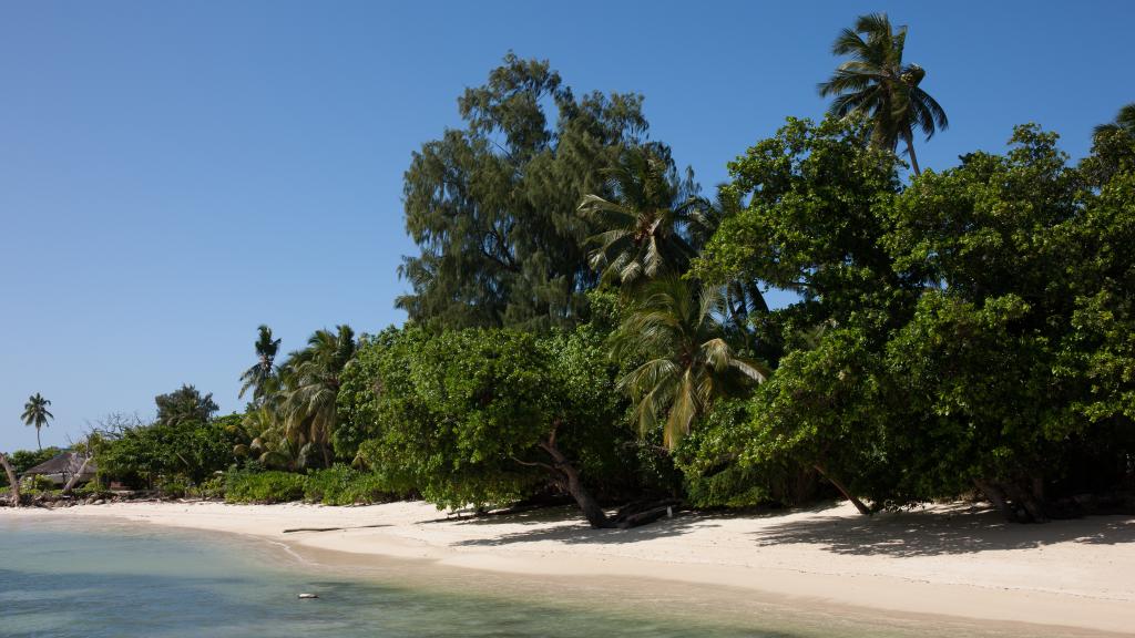 Photo 19: Fairy Tern - Cerf Island (Seychelles)