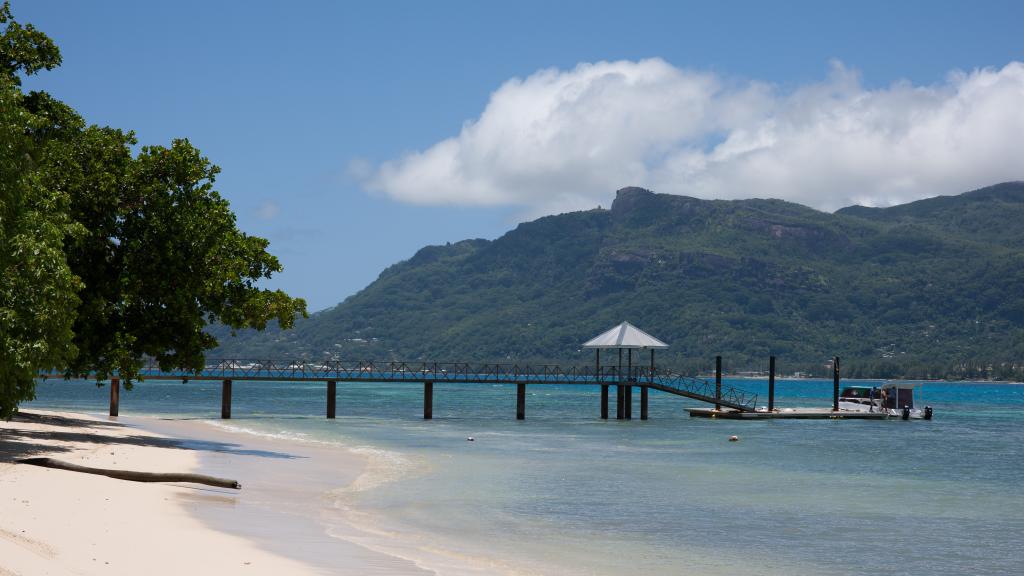 Foto 16: Fairy Tern - Cerf Island (Seychelles)