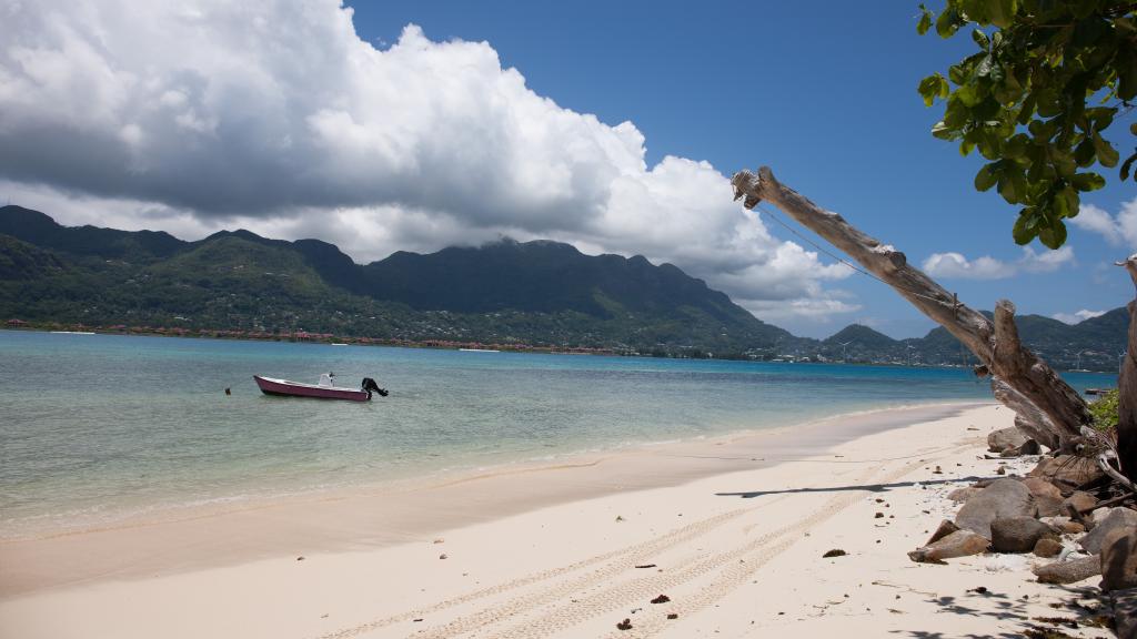 Foto 13: Fairy Tern - Cerf Island (Seychelles)