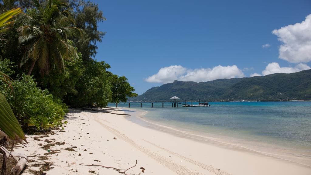 Foto 15: Fairy Tern - Cerf Island (Seychelles)