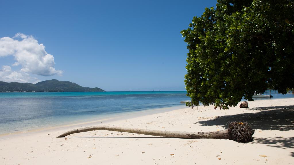 Foto 14: Fairy Tern - Cerf Island (Seychelles)