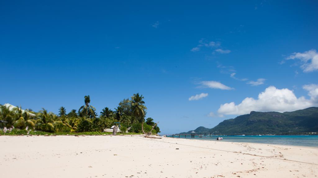 Photo 17: Fairy Tern - Cerf Island (Seychelles)