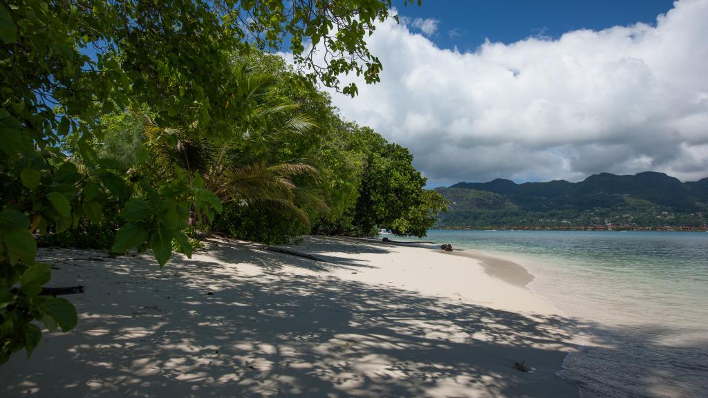 Foto 22: Fairy Tern - Cerf Island (Seychelles)