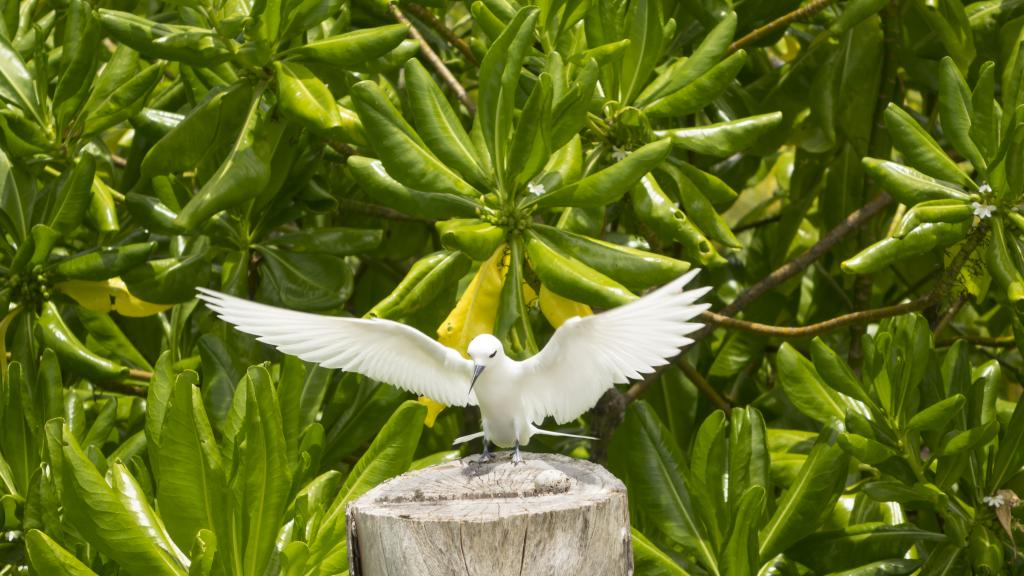 Foto 100: Denis Private Island - Denis Island (Seychellen)