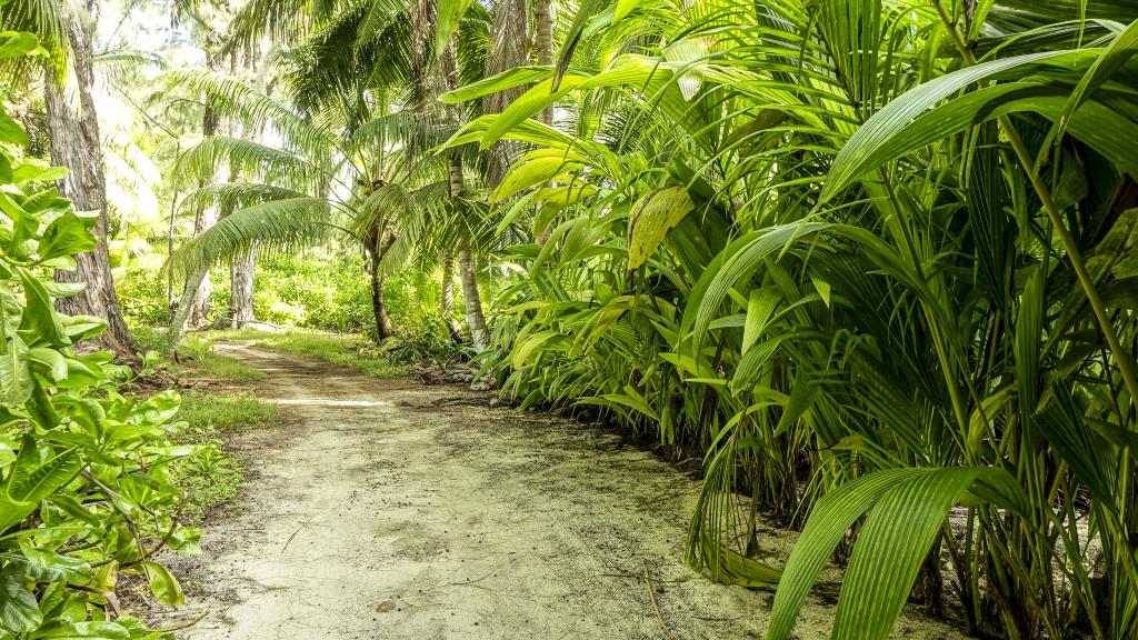 Photo 96: Denis Private Island - Denis Island (Seychelles)