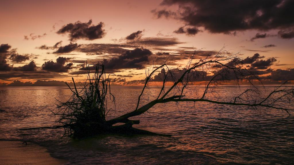 Photo 40: Denis Private Island - Denis Island (Seychelles)