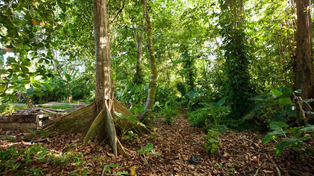 Foto 13: JMS Ventures - La Digue (Seychelles)