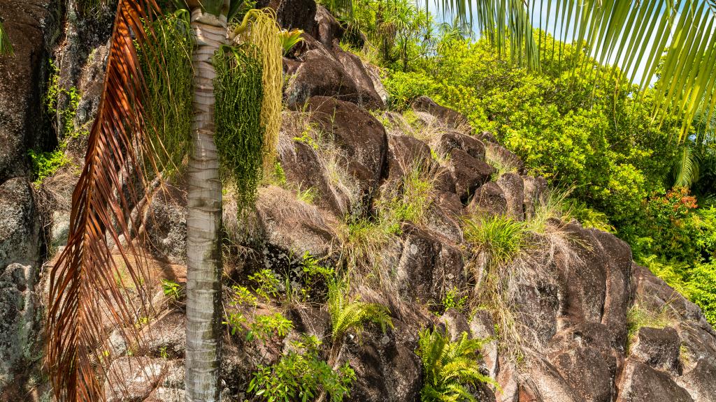 Photo 84: Villa Gazebo - Mahé (Seychelles)