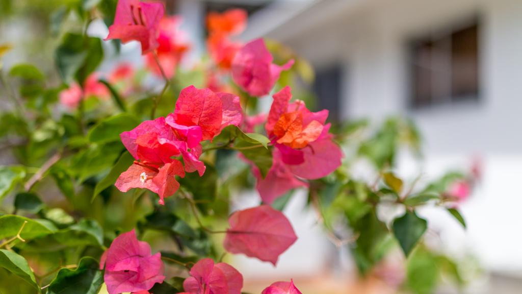 Photo 19: Bougainvillea - Mahé (Seychelles)