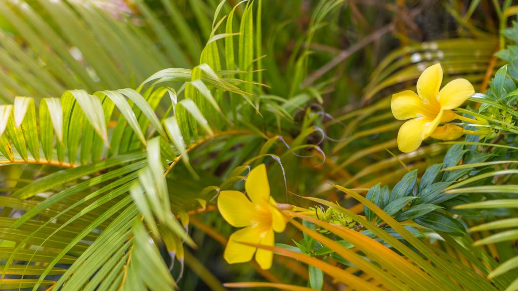 Photo 20: Bougainvillea - Mahé (Seychelles)