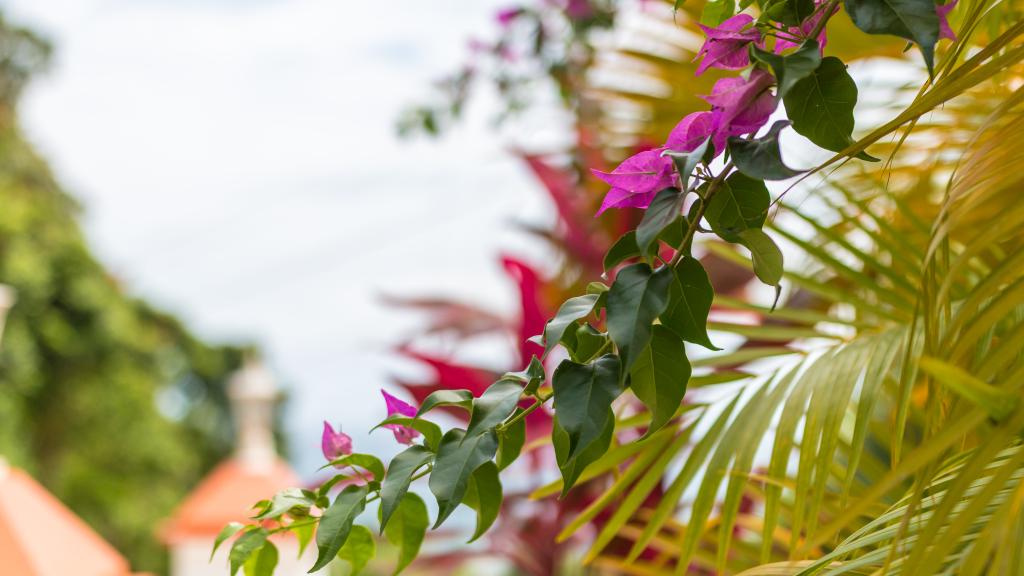 Photo 21: Bougainvillea - Mahé (Seychelles)