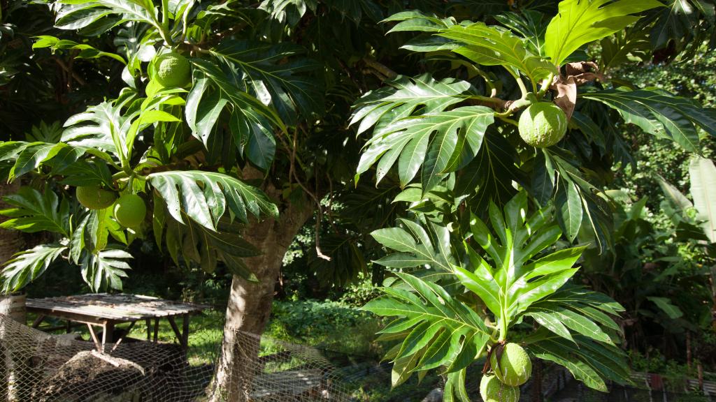 Foto 14: Belle des Iles Guest House - La Digue (Seychellen)