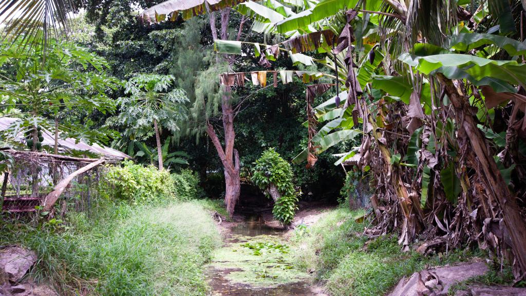 Foto 15: Buisson Guest House - La Digue (Seychellen)