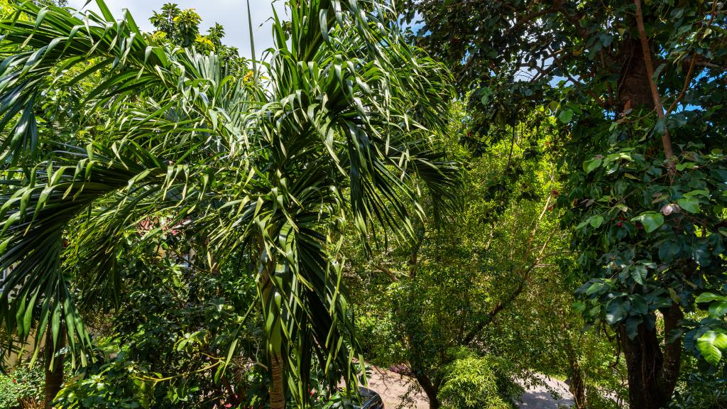 Foto 90: Forest Lodge Guest House - Mahé (Seychelles)