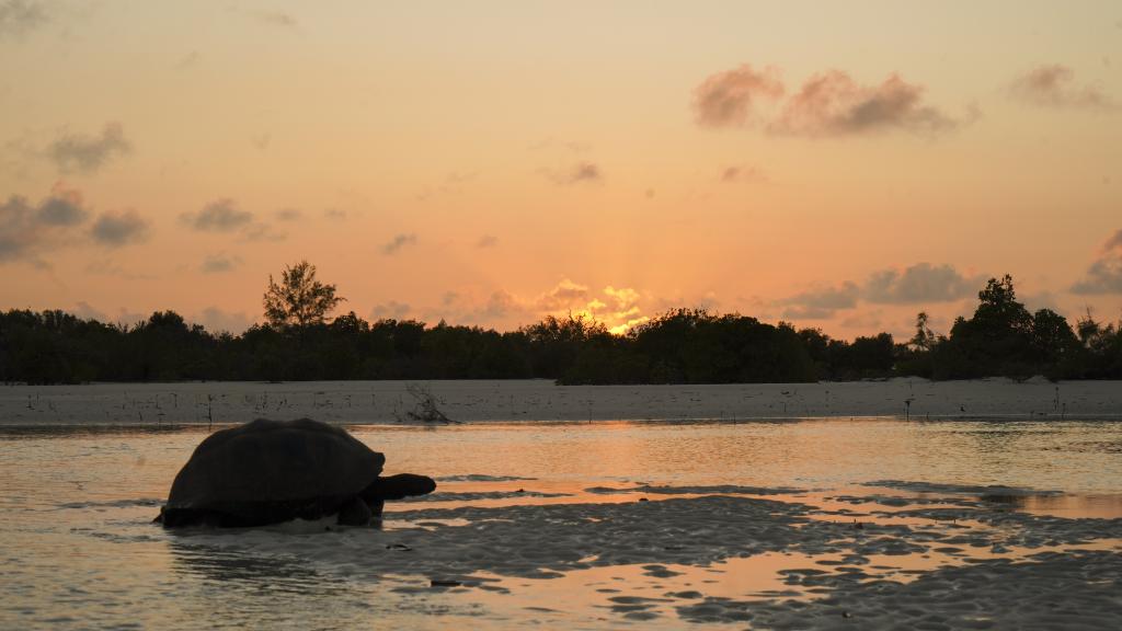 Foto 28: Silhouette Aldabra Expeditions MV Maya's Dugong - Seychelles (Seychelles)