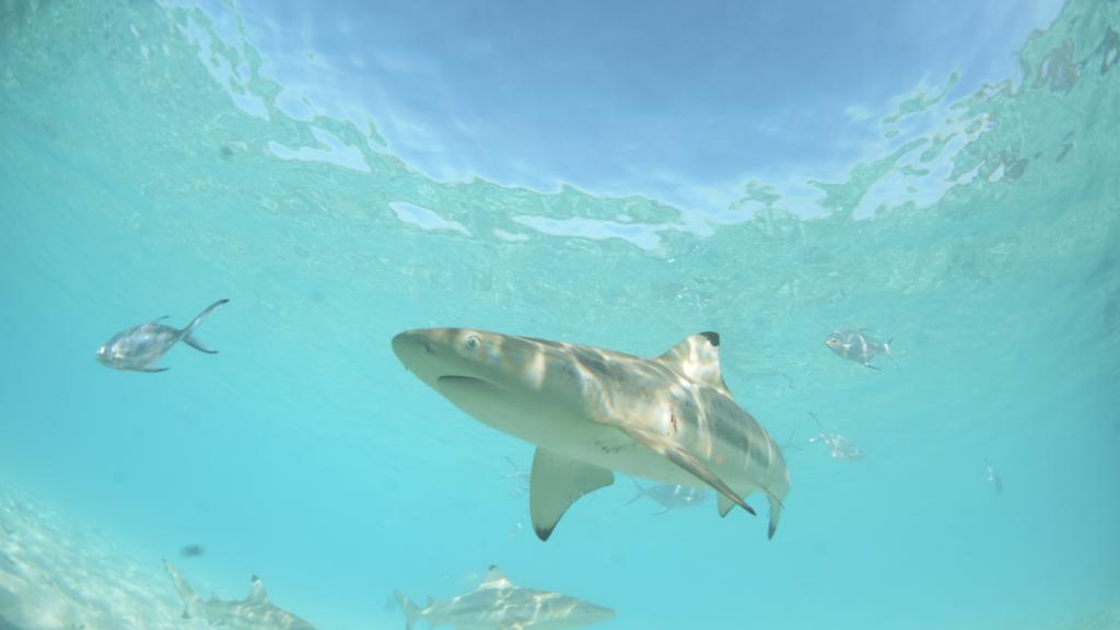 Photo 13: Silhouette Aldabra Expeditions MV Maya's Dugong - Seychelles (Seychelles)