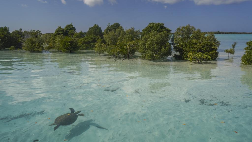 Foto 10: Silhouette Aldabra Expeditions MV Maya's Dugong - Seychellen (Seychellen)