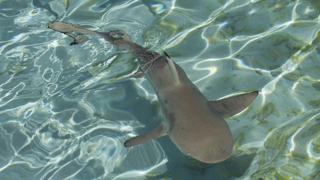 Photo 14: Silhouette Aldabra Expeditions MV Maya's Dugong - Seychelles (Seychelles)