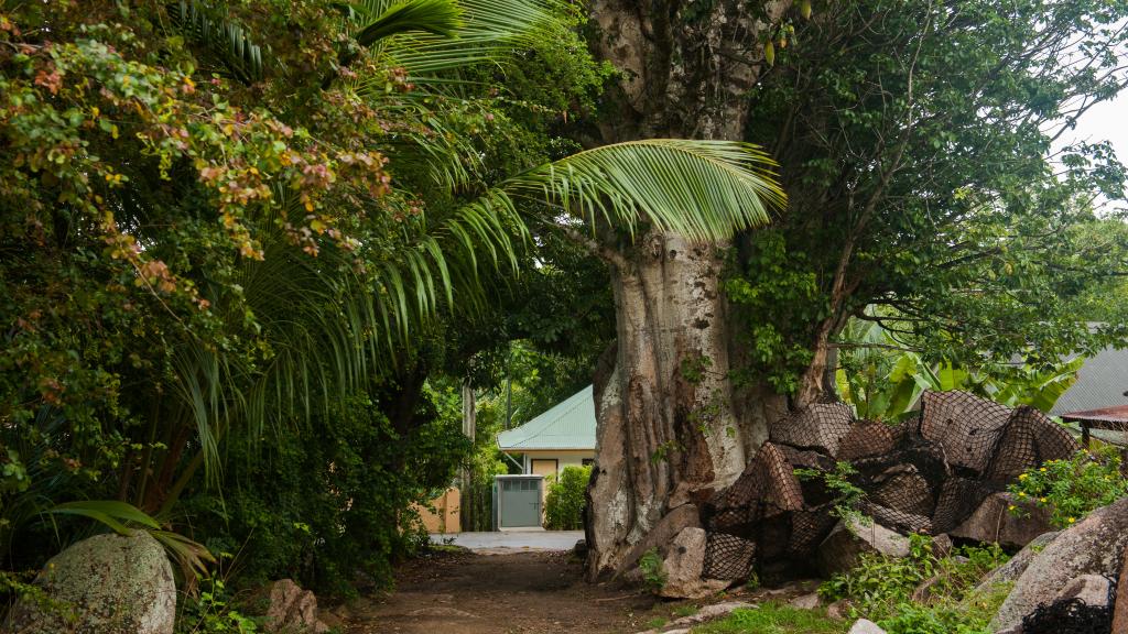 Foto 38: Cocotier Du Rocher Self Catering Apartments - La Digue (Seychelles)