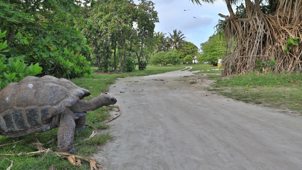 Foto 78: Bird Island Seychelles - Bird Island (Seychelles)