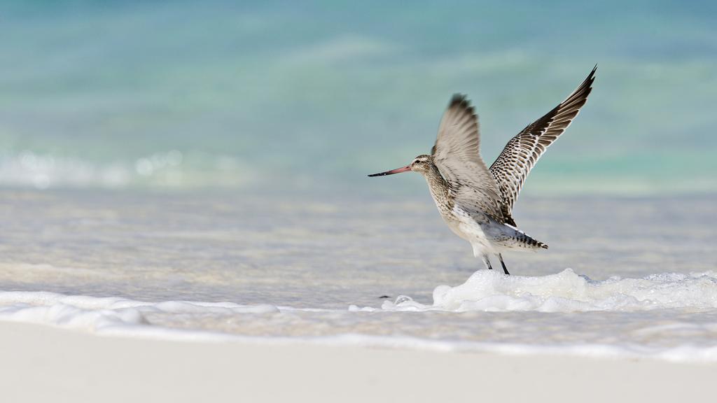 Foto 5: Bird Island Seychelles - Bird Island (Seychelles)