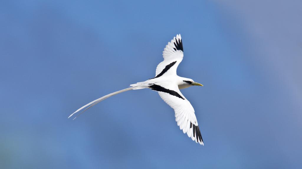 Foto 14: Bird Island Seychelles - Bird Island (Seychelles)