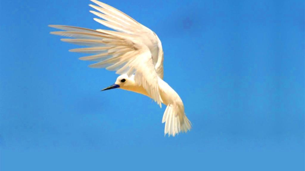 Foto 15: Bird Island Seychelles - Bird Island (Seychelles)