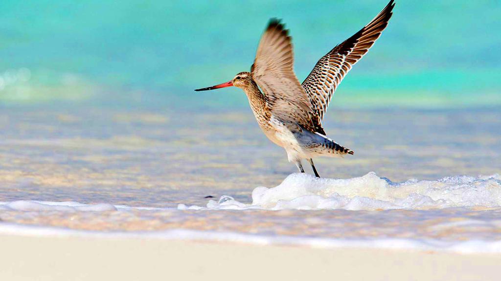 Foto 16: Bird Island Seychelles - Bird Island (Seychelles)