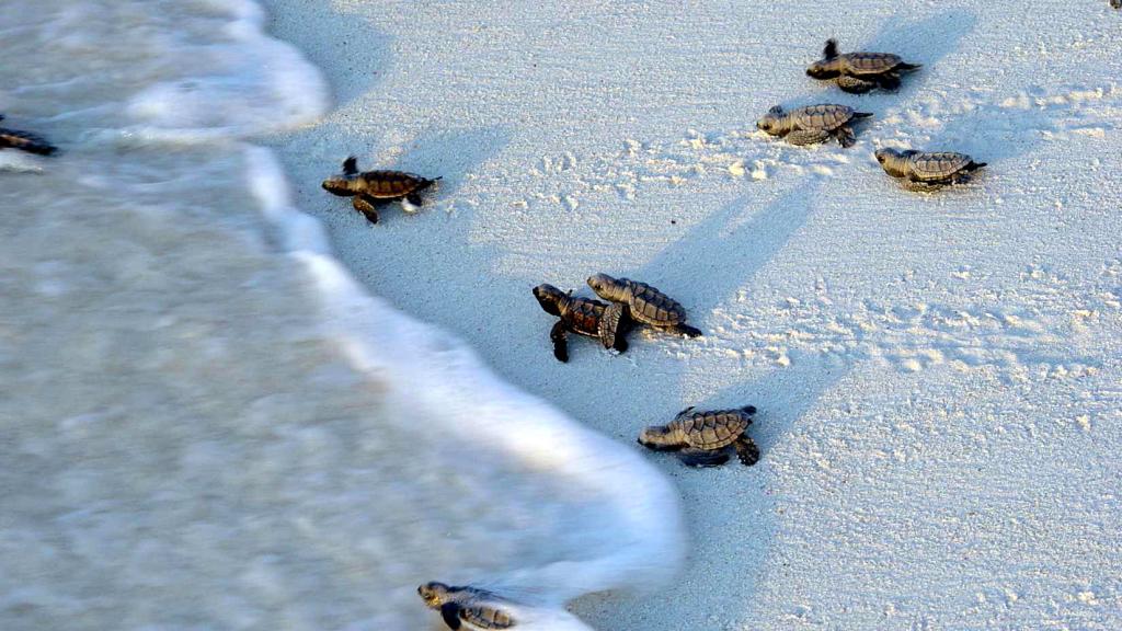 Foto 4: Bird Island Seychelles - Bird Island (Seychelles)