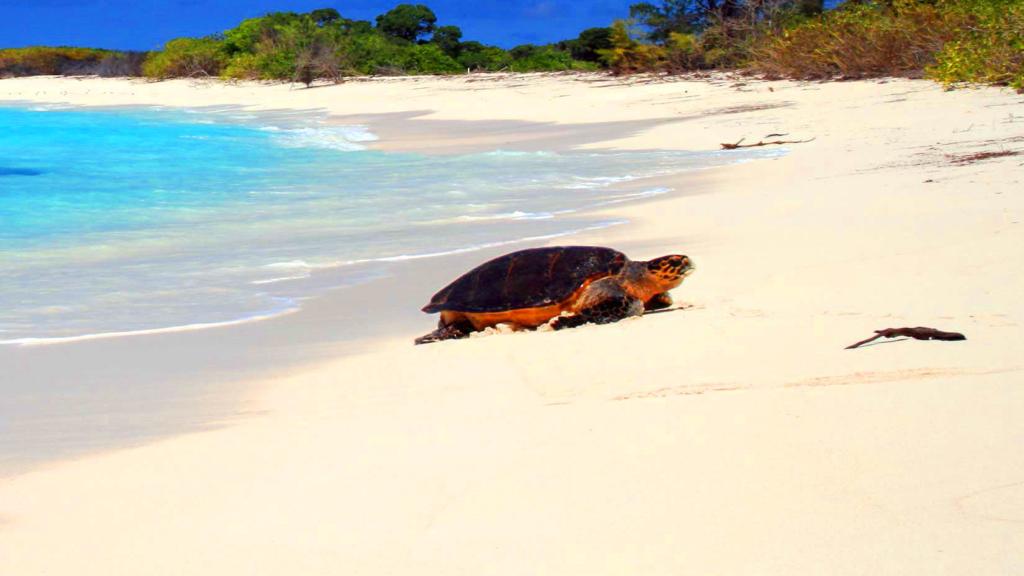 Foto 6: Bird Island Seychelles - Bird Island (Seychelles)