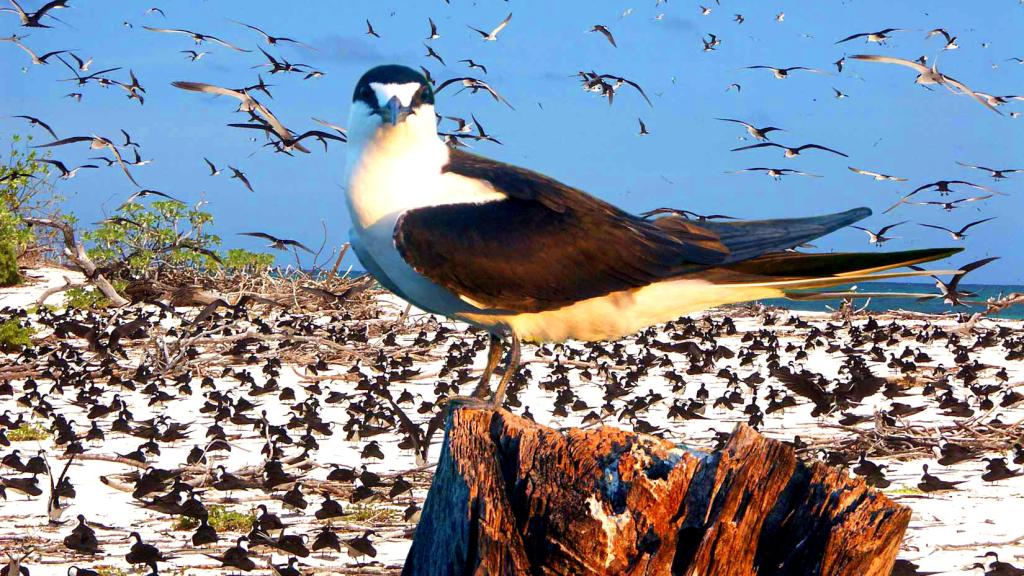 Foto 25: Bird Island Seychelles - Bird Island (Seychellen)