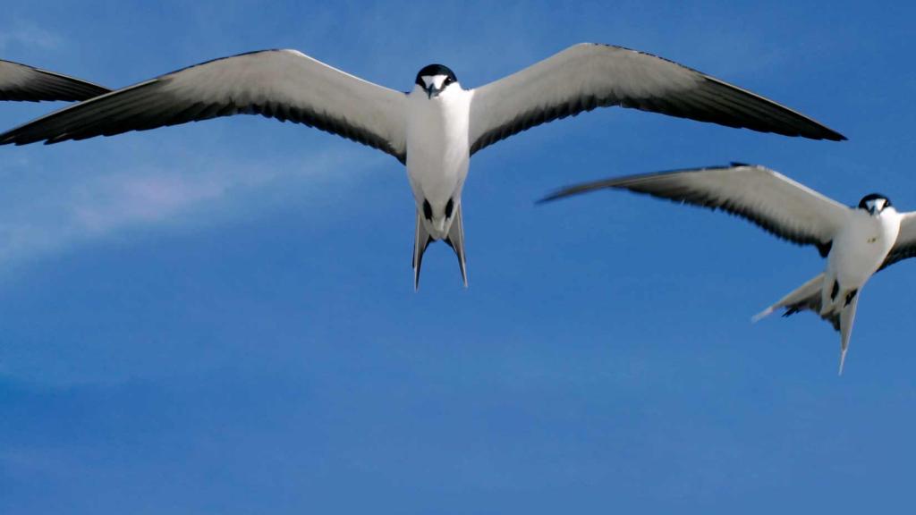 Photo 27: Bird Island Seychelles - Bird Island (Seychelles)