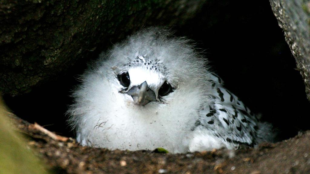 Foto 26: Bird Island Seychelles - Bird Island (Seychelles)