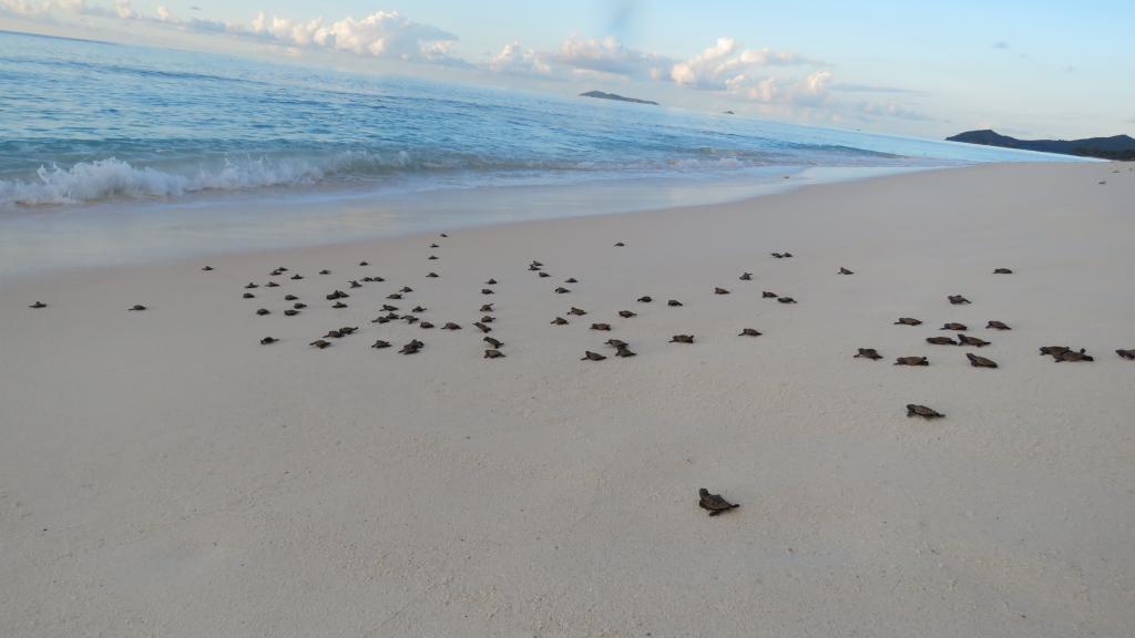 Photo 30: Cousine Island Seychelles - Cousine (Seychelles)