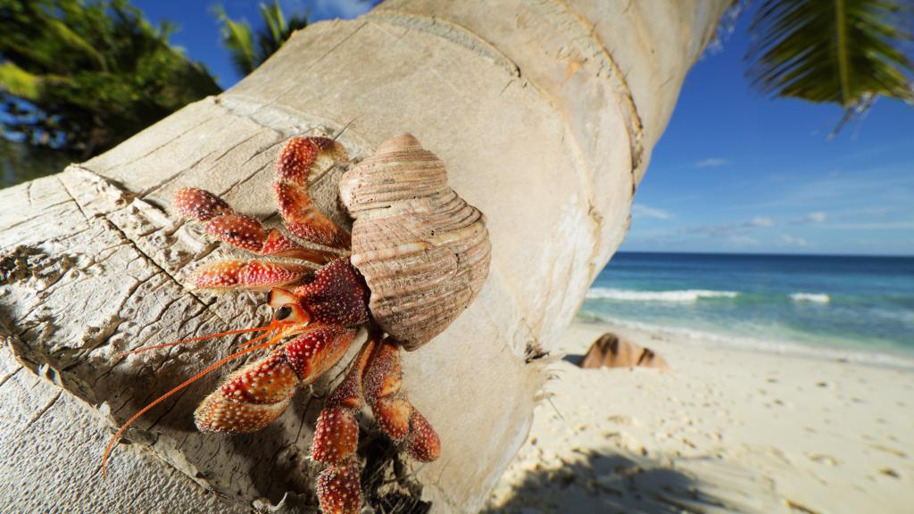 Foto 42: Cousine Island Seychelles - Cousine (Seychelles)