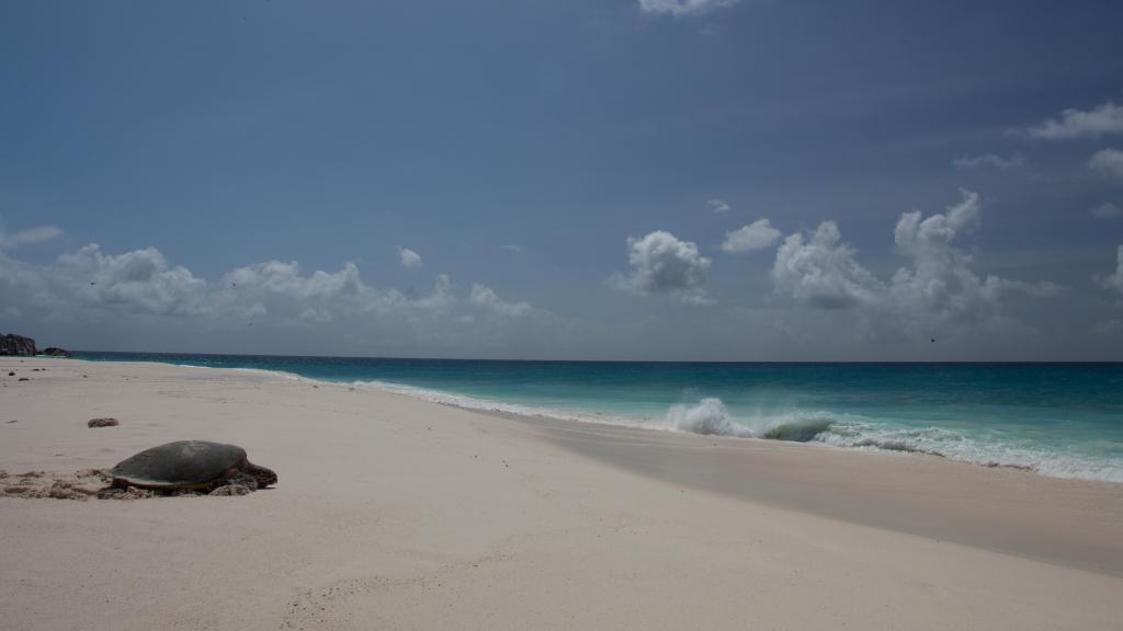 Photo 27: Cousine Island Seychelles - Cousine (Seychelles)