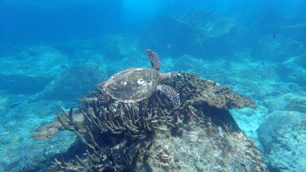 Foto 40: Cousine Island Seychelles - Cousine (Seychelles)