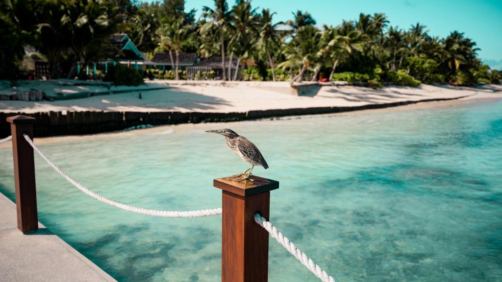 Foto 7: Four Seasons Resort Desroches Island - Desroches Island (Seychellen)