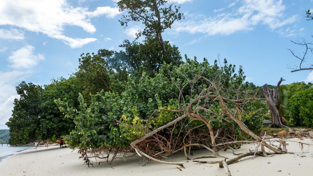 Foto 23: Surf Tropical Villa (Seascape Villa) - Cerf Island (Seychellen)