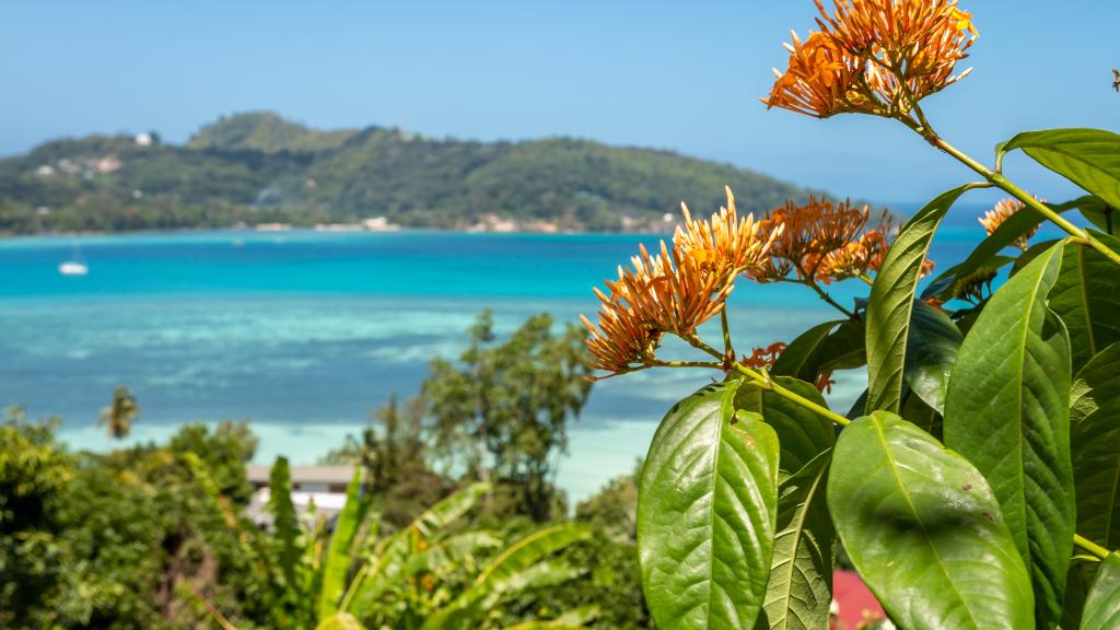 Photo 38: Man-Fiyo - Mahé (Seychelles)