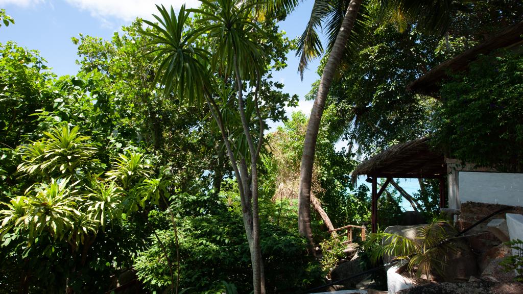 Foto 15: Chauve Souris Relais - Praslin (Seychelles)