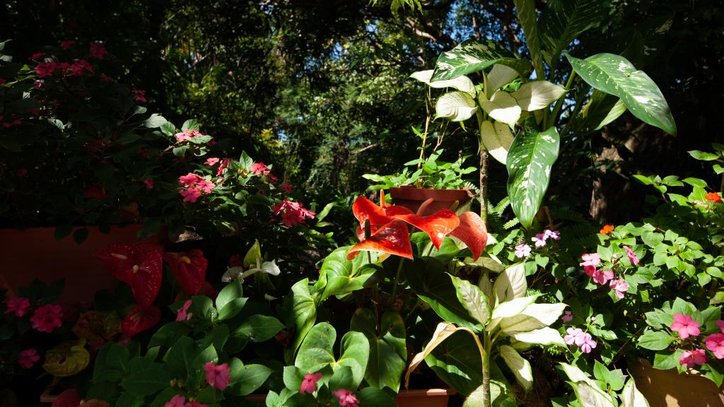 Foto 11: Villa Hortensia - La Digue (Seychelles)