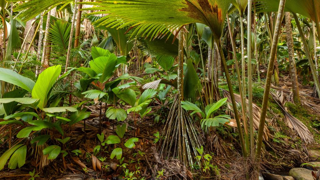 Foto 50: Fond B'Offay Lodge - Praslin (Seychelles)