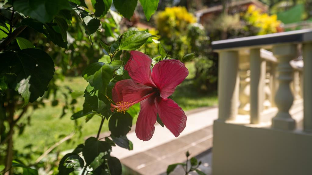 Photo 12: Chrisent Residence - Mahé (Seychelles)