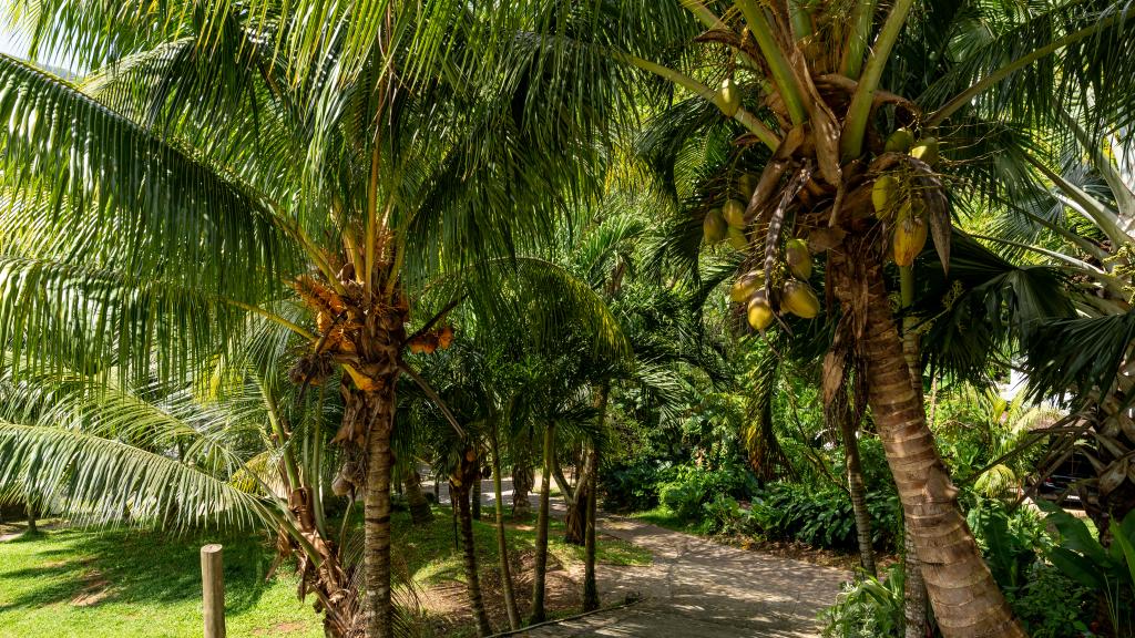 Foto 12: Coconut Climb - Mahé (Seychelles)