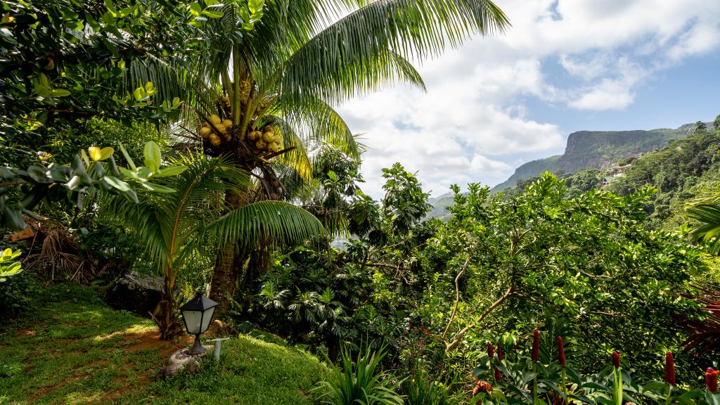 Foto 13: Coconut Climb - Mahé (Seychelles)