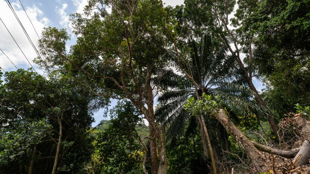 Foto 22: Coconut Climb - Mahé (Seychellen)