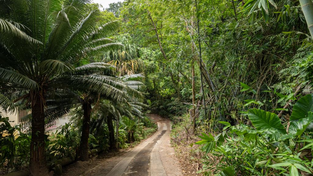 Foto 20: Coconut Climb - Mahé (Seychelles)